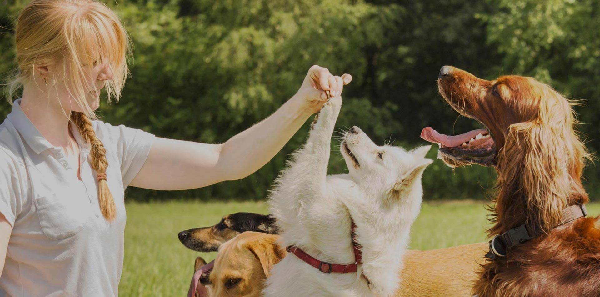 Procurando por adestrador?