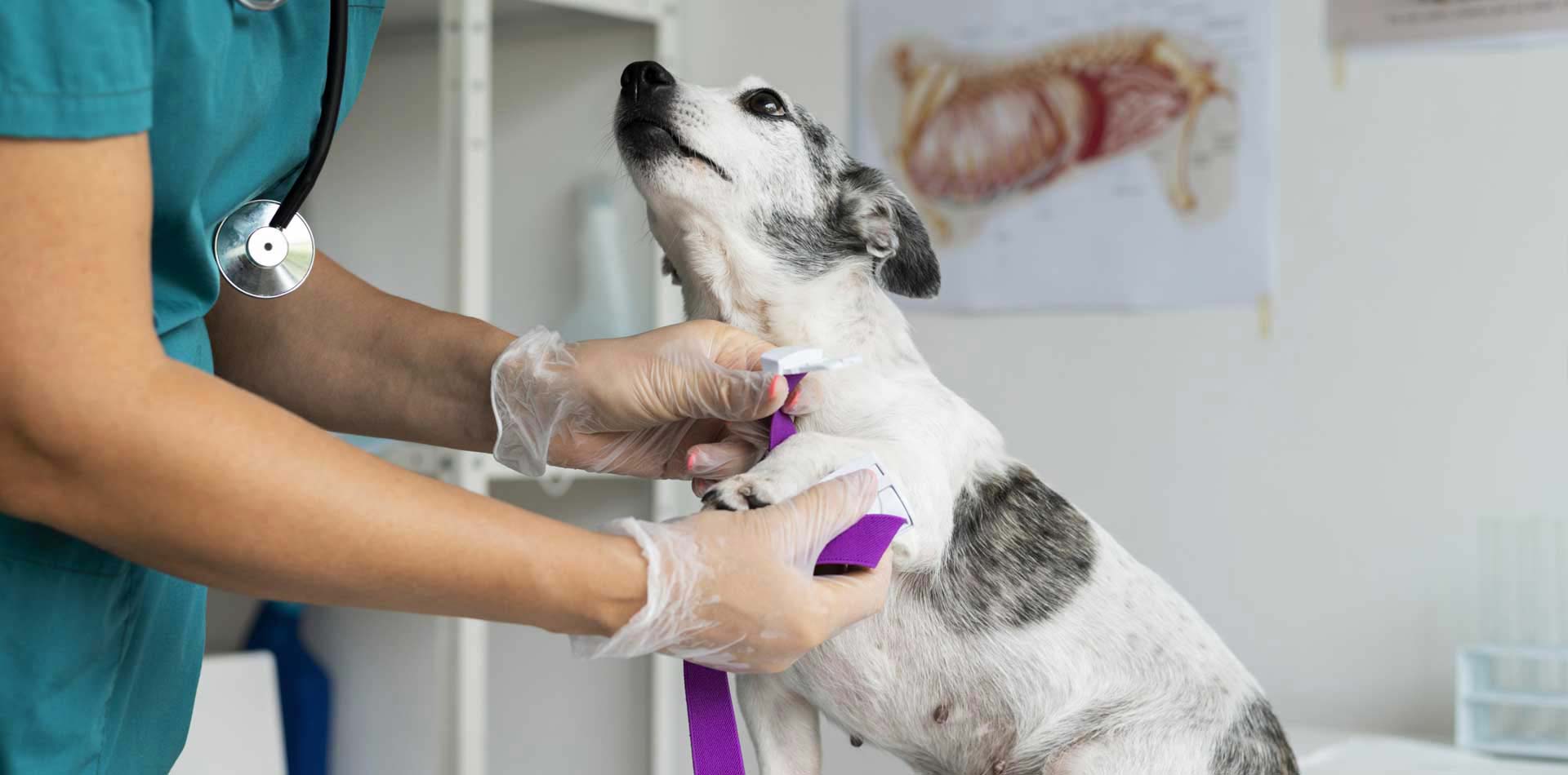 Procurando por veterinário?